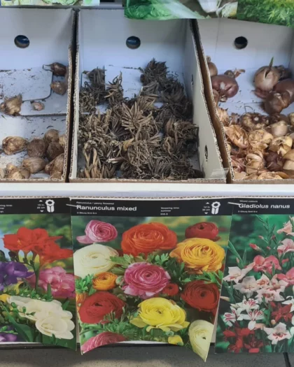 Bolbos de Flores
