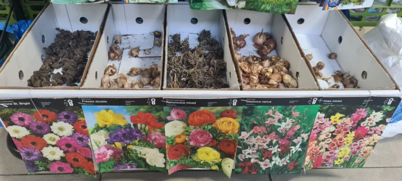 Bolbos de Flores
